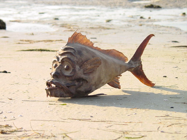alienfish.jpg"