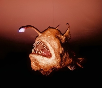 charybdis4_w400h346.jpg