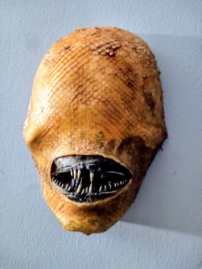 Xenocetus Detail 2